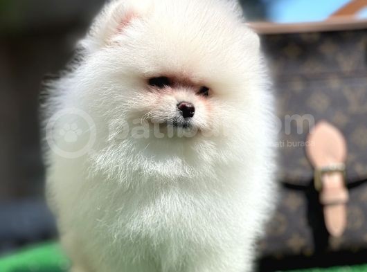 Xxxs Teddy Bear Pomerai̇nan Boo görsel