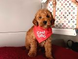 Safkan Toy Poodle Yavrularımız