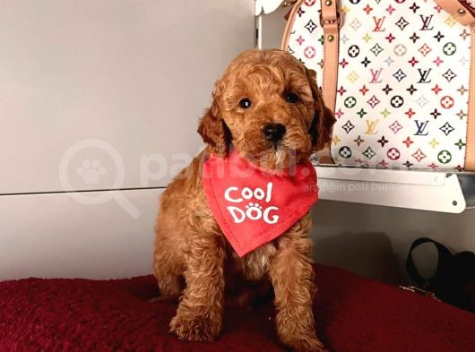 Safkan Toy Poodle Yavrularımız görsel