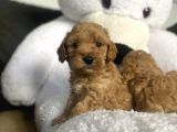 Çeşi̇t Çeşi̇t Malti̇poo Bebekler