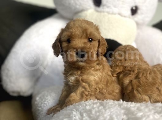 Çeşi̇t Çeşi̇t Malti̇poo Bebekler