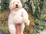 Anne Altından Standart Dev Poodle Yavrular