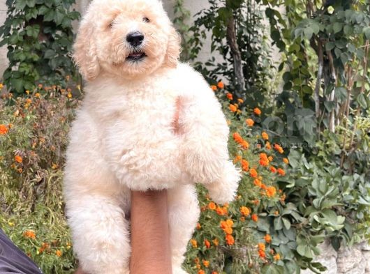 Anne Altından Standart Dev Poodle Yavrular görsel