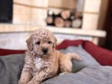 Apricot Toy Poodle Bebekler