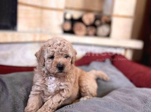 Apricot Toy Poodle Bebekler görsel