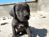 Blue Cane Corsa Yavrular
