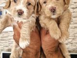 Irk garantili Maltipoo yavrular