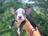 NADİR RENK MERLE FRENCH BULLDOG