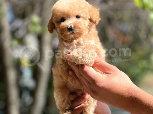 Show Kalite Poodle Bebekler görsel