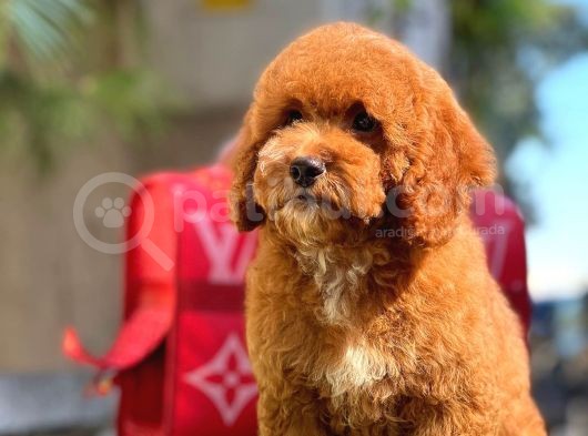Xxs Red Brown Poodle görsel
