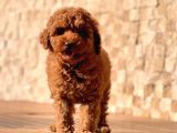 Red Toy Poodle Bebekler