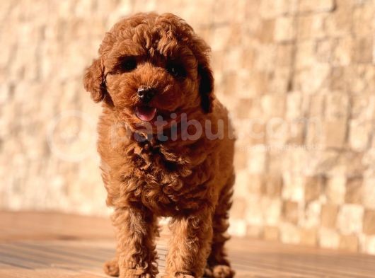 Red Toy Poodle Bebekler görsel