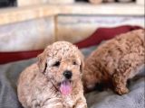 Apricot Toy Poodle Bebekler