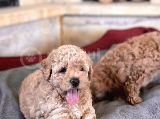 Apricot Toy Poodle Bebekler görsel