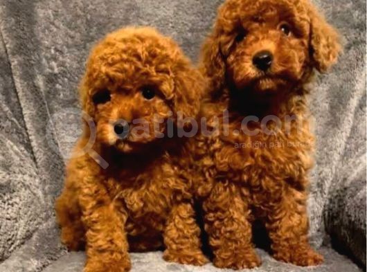 A Kali̇te Poodle Bebekler Orji̇nal