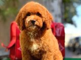 Xxs Red Brown Poodle