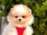 Teddy Face Pomeranian Boo Yavrular