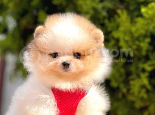 Teddy Face Pomeranian Boo Yavrular görsel