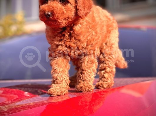 Red Toy Poodle Bebekler görsel
