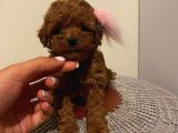Redbrown Toypoodle Bebeklerimiz