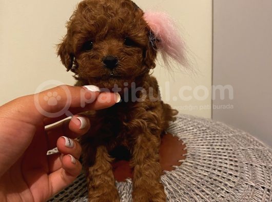 Redbrown Toypoodle Bebeklerimiz görsel