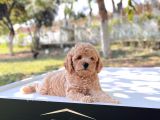 Safkan Toy Poodle Yavru