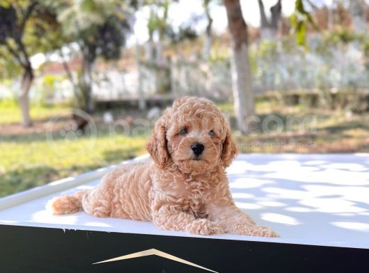Safkan Toy Poodle Yavru