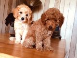 Orjinal Toy Poodle