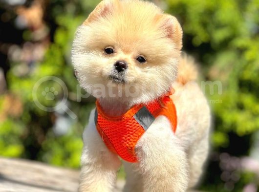 Safkan Pomeranian Boo Yavrularımız görsel