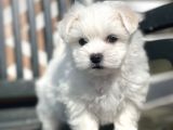 Kore Kan Maltese Yavrular