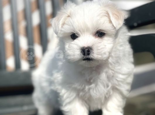 Kore Kan Maltese Yavrular görsel