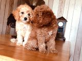 Orjinal Toy Poodle