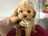 Muhtesem Maltipoo Bebekler