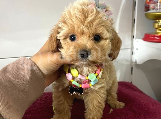 Muhtesem Maltipoo Bebekler görsel