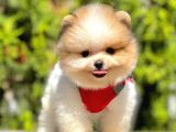 Safkan Pomeranian Boo Yavrularımız