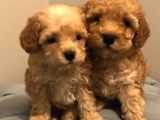 Mini Oyuncu Toy Poodle Yavrular