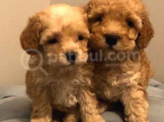 Mini Oyuncu Toy Poodle Yavrular