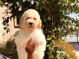 Anne Altından Standart Dev Poodle Yavrular