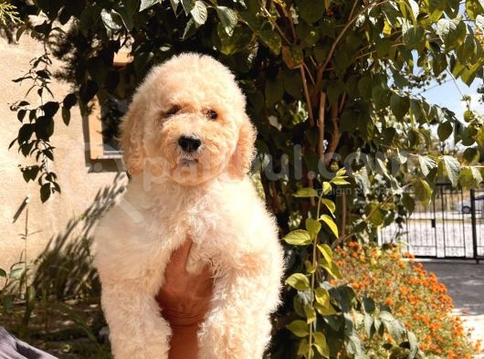 Anne Altından Standart Dev Poodle Yavrular görsel