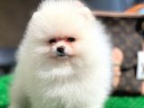 Xxxs Teddy Bear Pomerai̇nan Boo