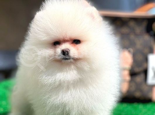Xxxs Teddy Bear Pomerai̇nan Boo