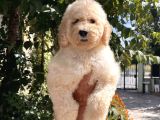 Anne Altından Standart Dev Poodle Yavrular
