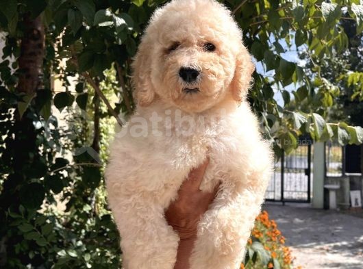 Anne Altından Standart Dev Poodle Yavrular