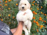 Anne Altından Standart Dev Poodle Yavrular