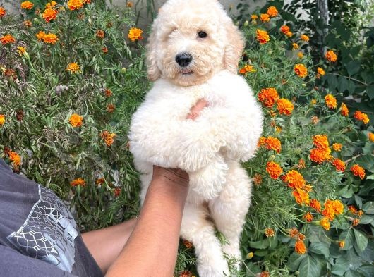 Anne Altından Standart Dev Poodle Yavrular görsel