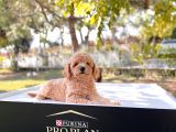 Safkan Toy Poodle Yavru