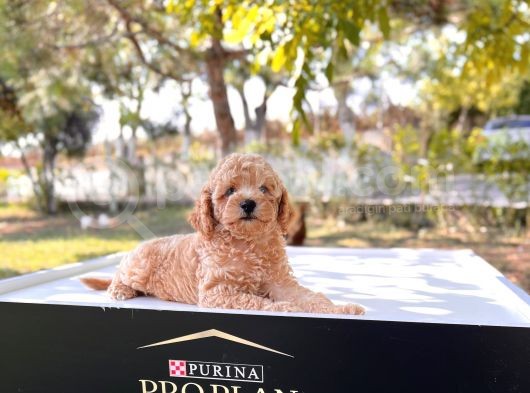 Safkan Toy Poodle Yavru görsel