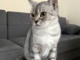 Britiş Shorthair  Silver 