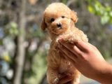Show Kalite Poodle Bebekler