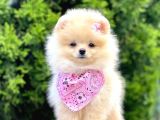 Teddy Face Pomeranian Boo Yavrular
